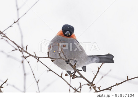 降雪の中のウソ雄 95837104