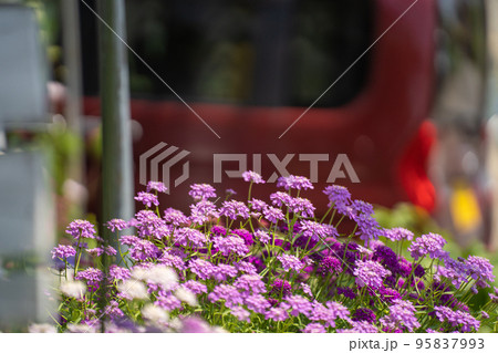 初夏の駐車場に咲くキャンディタフトの花 95837993