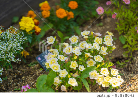玄関前の花壇に咲く黄色いビオラ 玄関前の花壇に咲く黄色いビオラ 95838043