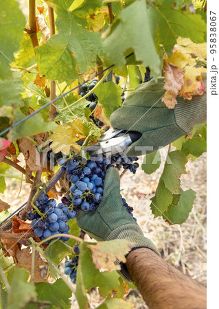 Farmer's Hands in gloves cutting red grapes with secateurs from vine plant during wine harvest Farmer's Hands in gloves cutting red grapes with secateurs from vine plant during wine harvest 95838067