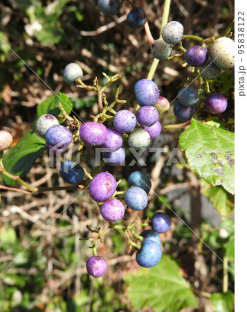 ノブドウの実 95838122