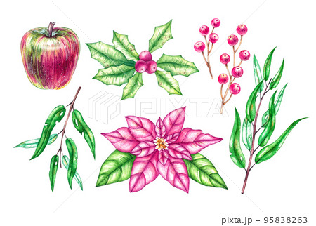 Watercolor Christmas plants set pink shade Watercolor Christmas plants set pink shade 95838263