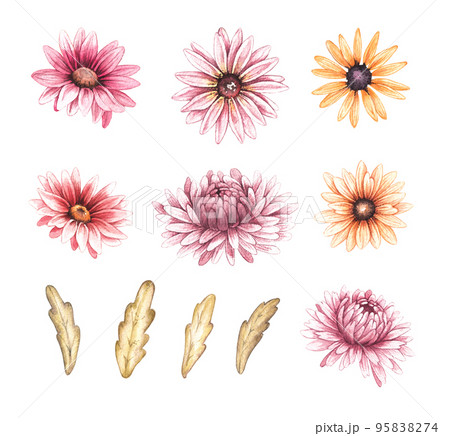 Watercolor set of autumn flowers on a white background 95838274