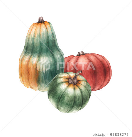 Watercolor set of pumpkins on a white background 95838275