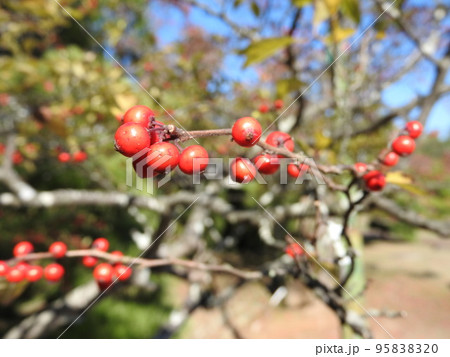 ウメモドキの実 95838320