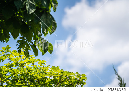 濃淡のある新緑と青い空の風景(5月) 95838326