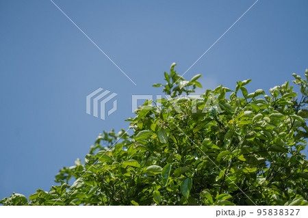 青空に映える新緑の若葉 95838327