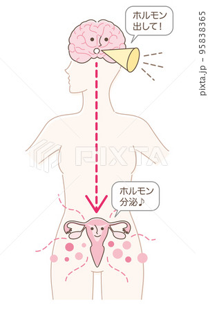 脳から子宮へホルモン分泌を指令 95838365