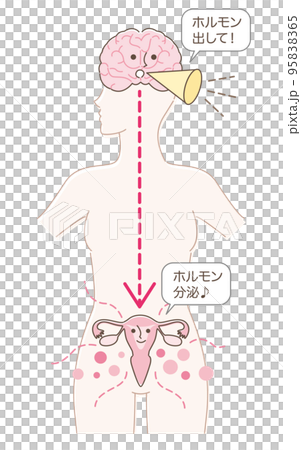 Commands hormone secretion from the brain to the uterus Commands hormone secretion from the brain to the uterus 95838365