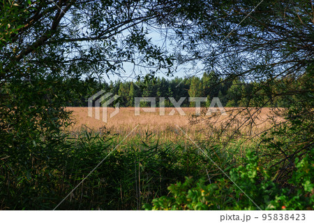 Summer landscape with reeds in the swamp and clouds. Forest landscape. Summer landscape with reeds in the swamp and clouds. Forest landscape. 95838423