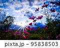 太陽の光を浴びるコスモス 太陽の光を浴びるコスモス 95838503