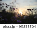 コスモス畑に沈む夕陽 コスモス畑に沈む夕陽 95838504