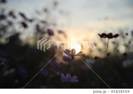 コスモス畑に沈む夕陽 95838504