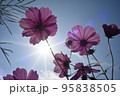 太陽と空とコスモスと 太陽と空とコスモスと 95838505