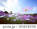 コスモス畑 コスモス畑 95838506