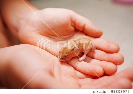 red baby hamster in the hands of a child. cute domestic rodents. red baby hamster in the hands of a child. cute domestic rodents. 95838972