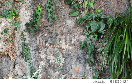 Rocky wall with green plants growing on it, backdrop Rocky wall with green plants growing on it, backdrop 95839424