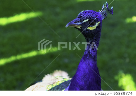 Wild peacock in British Park - Warwick, Warwickshire, United Kingdom Wild peacock in British Park - Warwick, Warwickshire, United Kingdom 95839774
