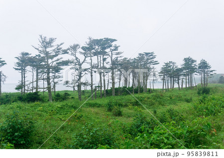 coastal landscape of Kunashir island with woodlands curved by the wind coastal landscape of Kunashir island with woodlands curved by the wind 95839811
