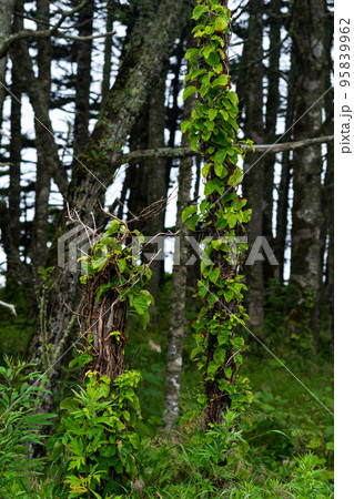 coastal forest with windbreak and lianas on the Pacific coast, Kuril Islands coastal forest with windbreak and lianas on the Pacific coast, Kuril Islands 95839962