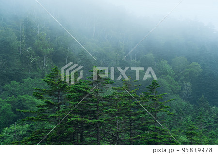 foggy mountain forest on the slope of the volcano on the island of Kunashir foggy mountain forest on the slope of the volcano on the island of Kunashir 95839978