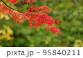 秋を彩る朱色の風情 95840211