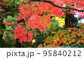 もみじが織りなす秋のコントラスト 95840212