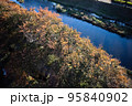 2022水辺の秋 95840902