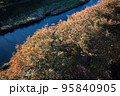 2022水辺の秋 95840905