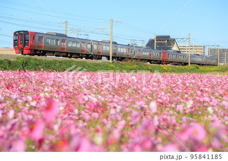 満開のコスモスと813系電車（JR九州） 95841185