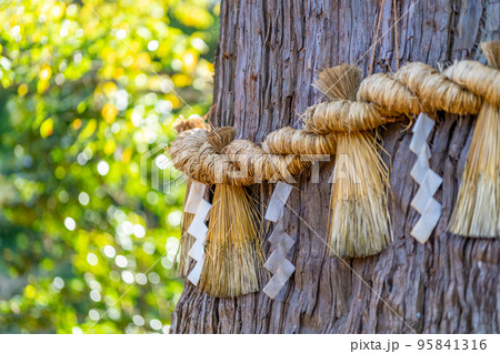 塩釜神社 老杉 ろうさん 御神木 樹齢600年 塩釜神社 老杉 ろうさん 御神木 樹齢600年 95841316