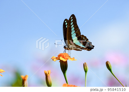 アオスジアゲハ 95841510