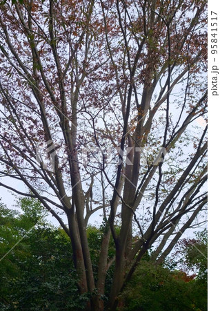 奥野公園の秋 95841517