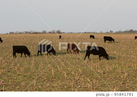 Cattle in Argentine countryside, Buenos Aires Province, Argentina. Cattle in Argentine countryside, Buenos Aires Province, Argentina. 95841791