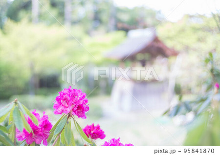 京都 正伝寺に咲く鮮やかなマゼンダのシャクヤク 京都 正伝寺に咲く鮮やかなマゼンダのシャクヤク 95841870
