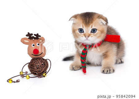 Small Scottish fold kitten in a red scarf Small Scottish fold kitten in a red scarf 95842094