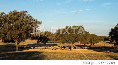 Iberian pigs, Pata Negra grazing in Extremadura landscape near Trujillo in Spain Iberian pigs, Pata Negra grazing in Extremadura landscape near Trujillo in Spain 95842284