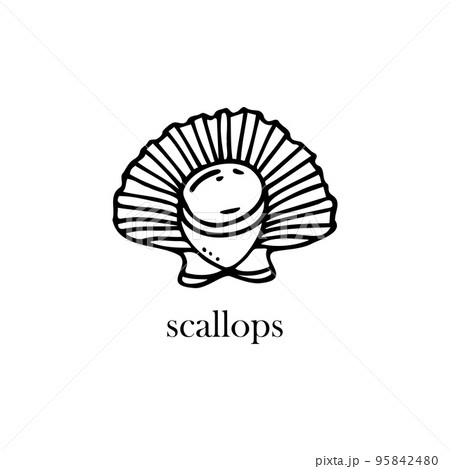 Vector illustration of a scallop on a shell. Seafood. 95842480