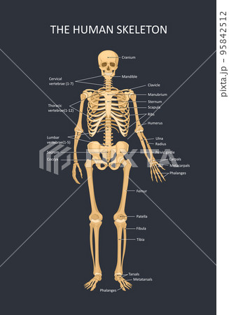 Diagram of the human skeleton. Main parts ofのイラスト素材 