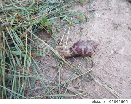 アフリカマイマイ 95842666