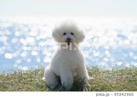 海辺の草原で休む白犬 海辺の草原で休む白犬 95842980