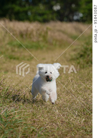 草原駆ける白犬 95843087