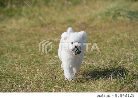草原駆ける白犬 草原駆ける白犬 95843129