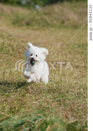 草原駆ける白犬 草原駆ける白犬 95843135
