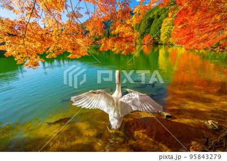 【南アルプス】 伊奈ヶ湖での紅葉と白鳥 【南アルプス】 伊奈ヶ湖での紅葉と白鳥 95843279