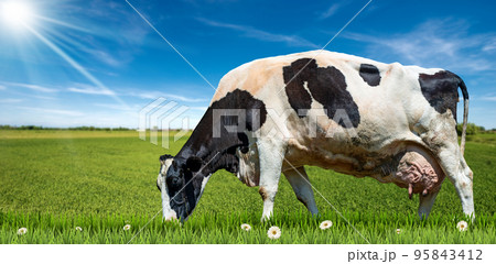 Side View of a Dairy Cow on a Beautiful Countryside Landscape Side View of a Dairy Cow on a Beautiful Countryside Landscape 95843412