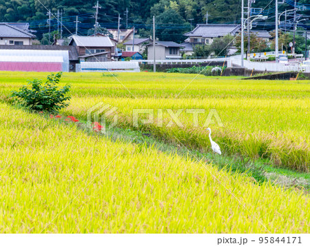 実りの秋　田んぼとシラサギのいる田園風景 95844171