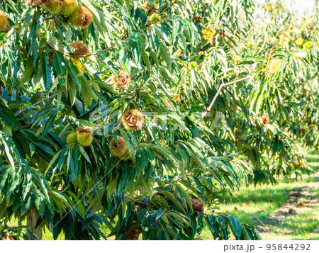 秋の風物詩 たわわに実った美味しそうな栗 秋の風物詩 たわわに実った美味しそうな栗 95844292