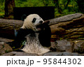 パンダ 95844302