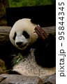 パンダ 95844345